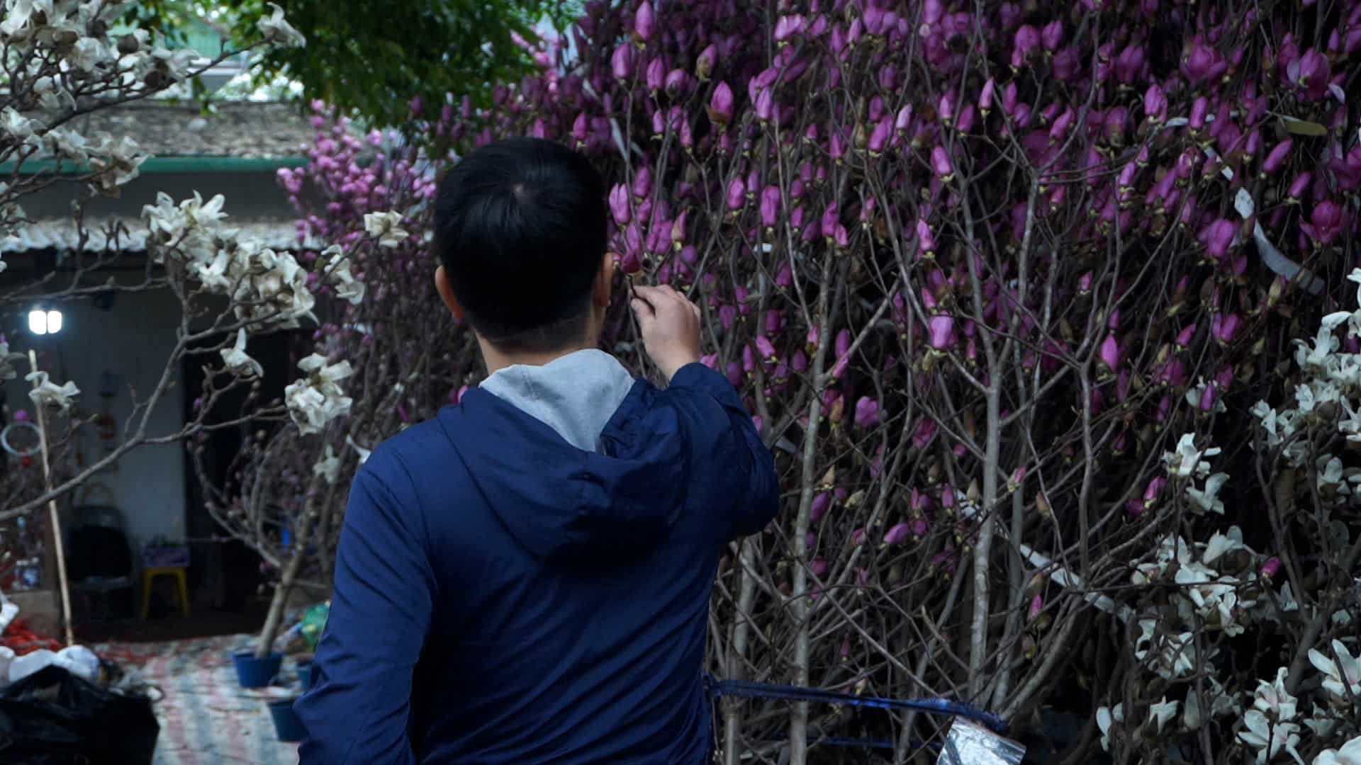 Anh Khoa quyết định mua một cây mộc lan về trưng bày dịp Tết.