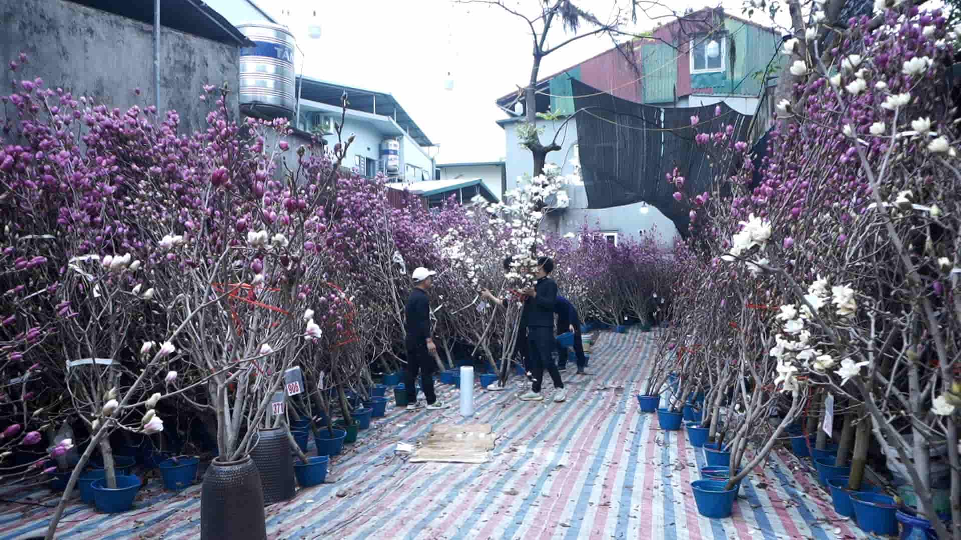 Mộc lan xếp kín hai bên lối đi.