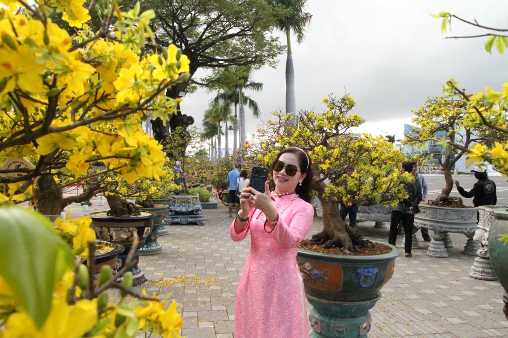 People and tourists stop to visit and take photos next to the apricot trees displayed in the heart of Da Nang City. Photo: Thanh Huyen