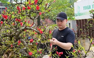 Nearly 1 billion VND That Thon peaches take to the streets on the eve of Binh Ngo Tet 2026