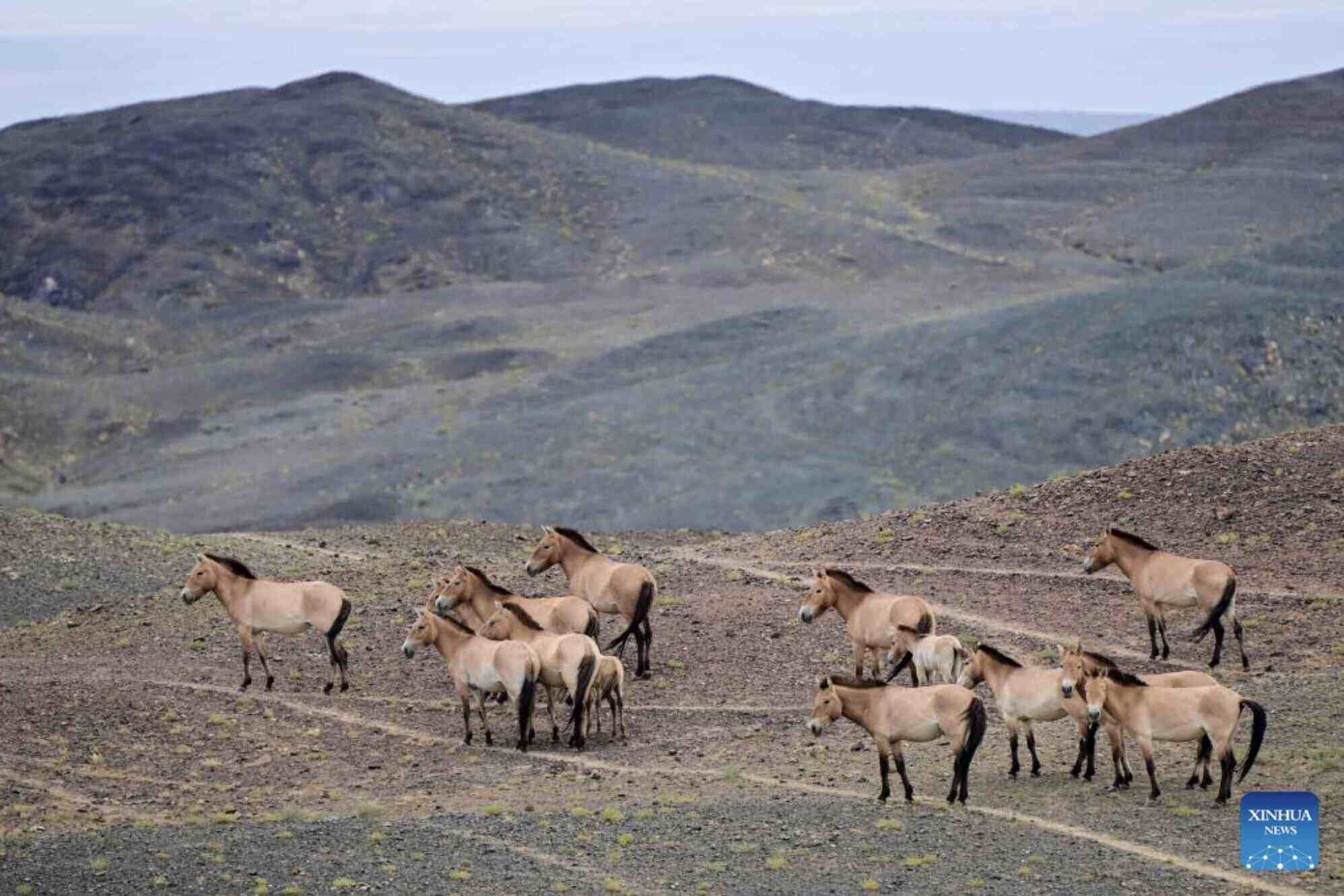 Horses are animals with many meanings in Chinese culture. Photo: Xinhua