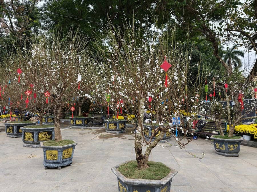 Hàng trăm gốc đào quý từ các “thủ phủ” hoa hội tụ phục vụ người dân đón Tết. Ảnh: Ban tổ chức