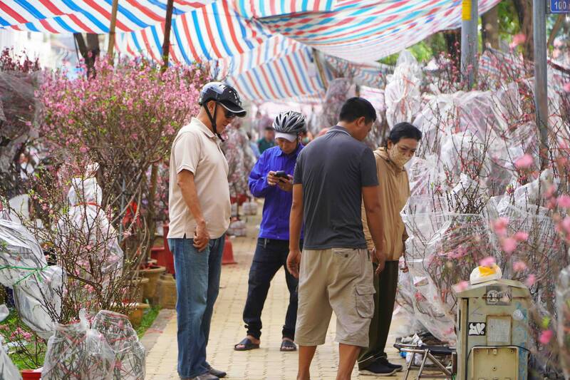 Northern peach blossoms enter Ho Chi Minh City, garden owners are excited because of fast consumption.