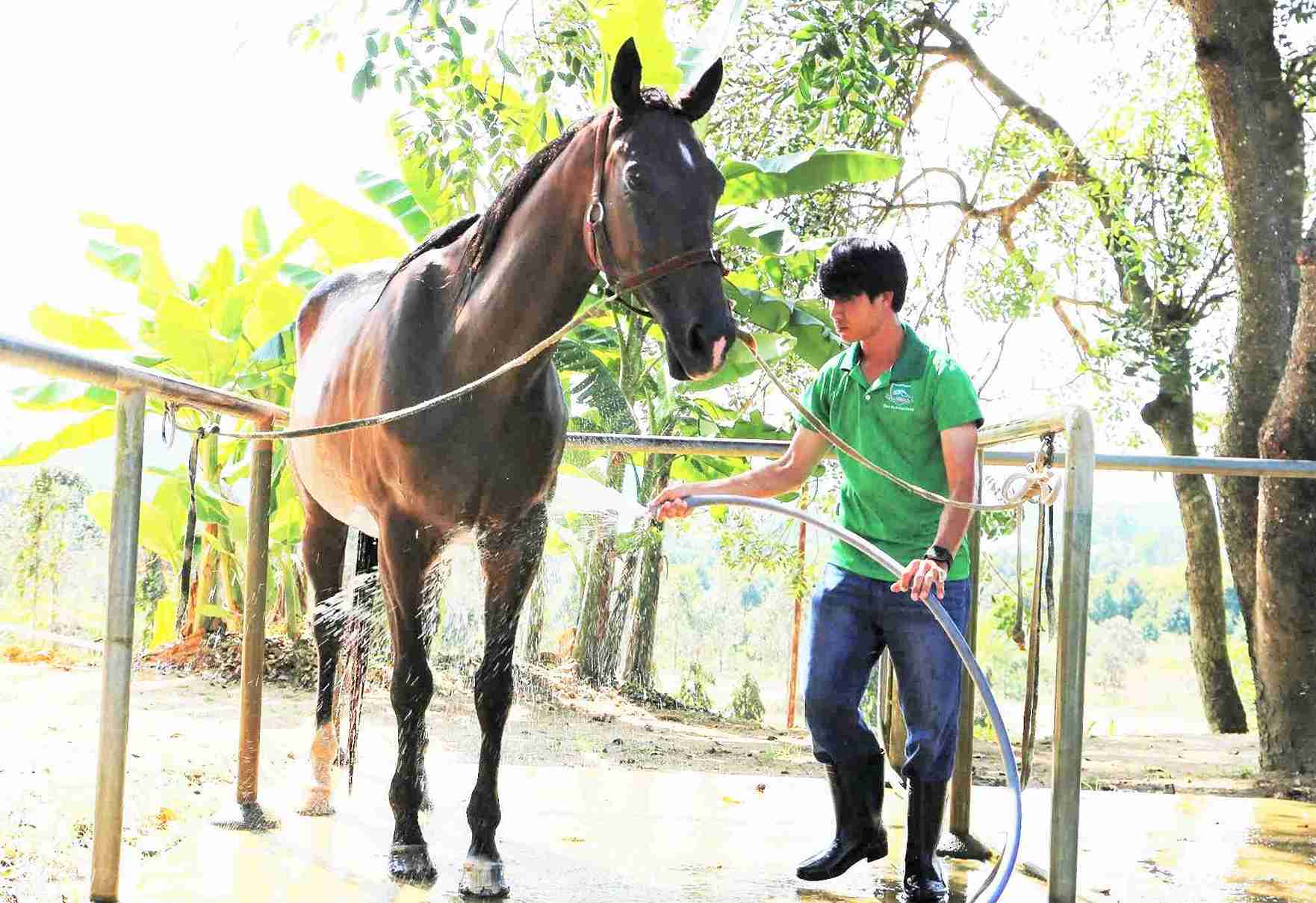 Ngựa tại trường đua Thiên Mã được nhân viên chăm sóc rất cần thận. Trong ảnh, nhân viên đang tắm cho ngựa. Ảnh: Phúc Khánh