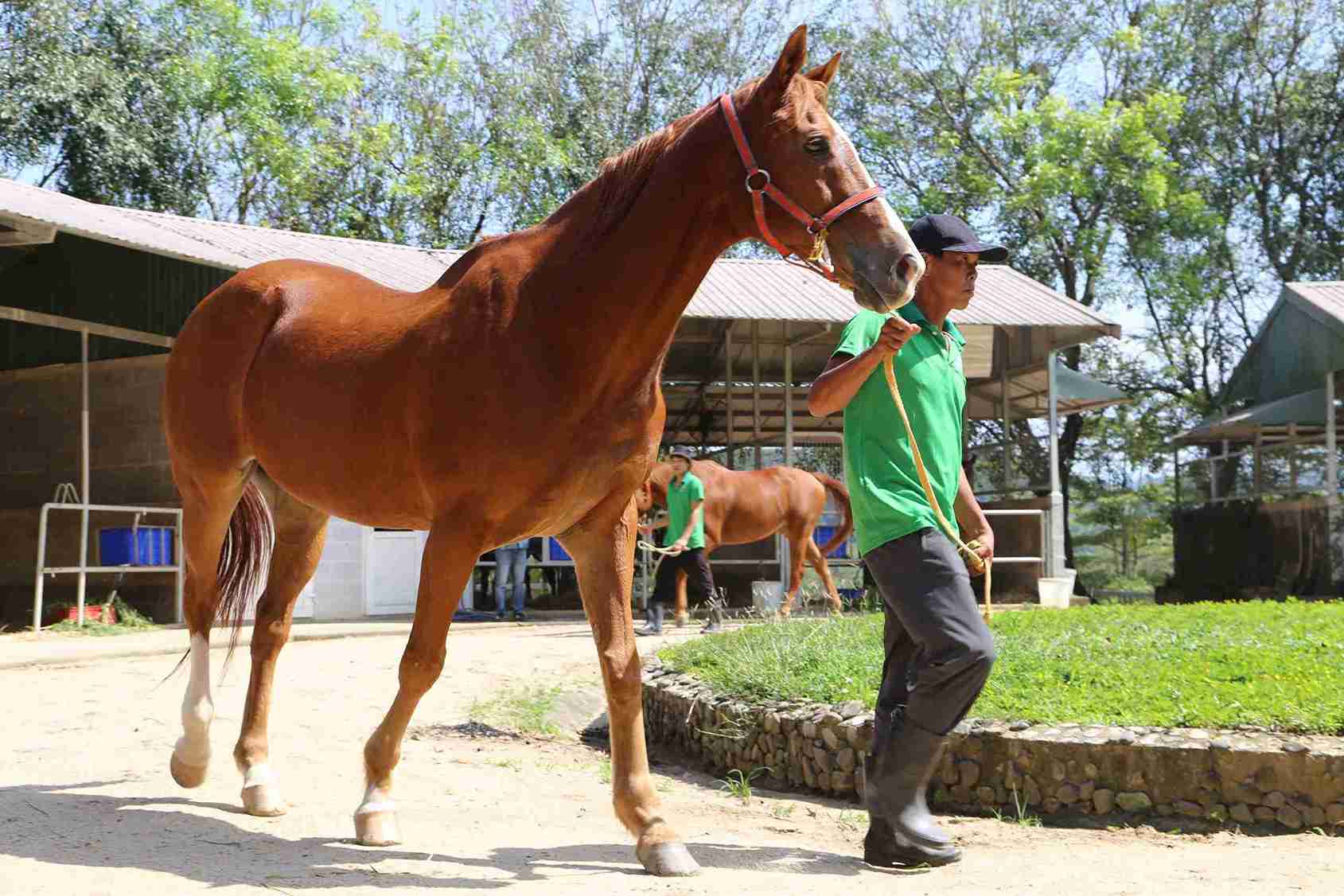 Một con tuấn mã lực lượng, vạm vỡ tại trường đua Thiên Mã. Ảnh: Phúc Khánh 