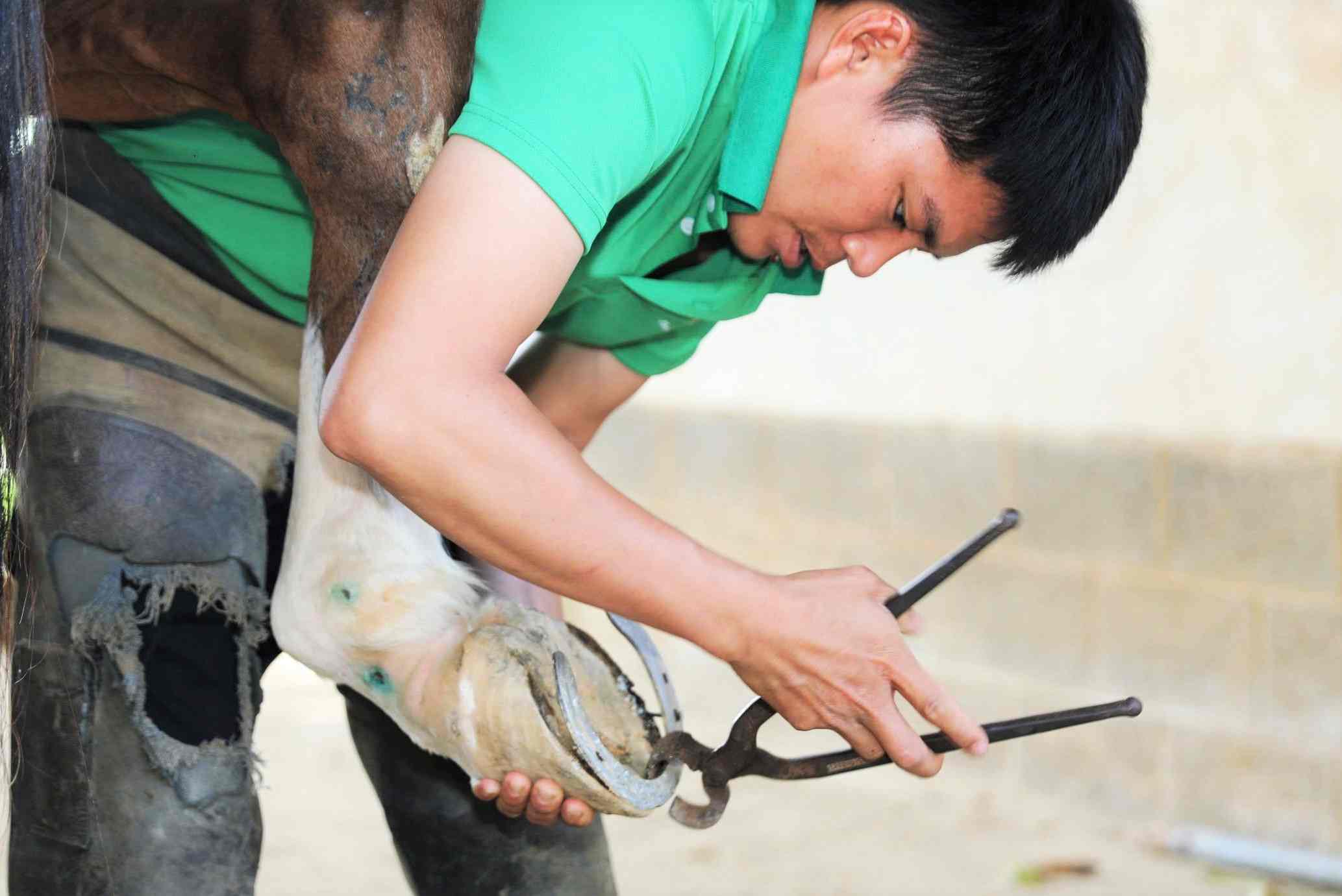 Theo ông Nguyễn Ngọc Mỹ, khâu chăm sóc móng cho những con tuấn mã cực kỳ quan trọng. Vì vậy, việc cắt tỉa, kiểm tra hoặc thay móng sắt định kỳ 6-8 tuần/lần, làm sạch hàng ngày để tránh nứt nẻ, nhiễm trùng. Ảnh: Phúc Khánh