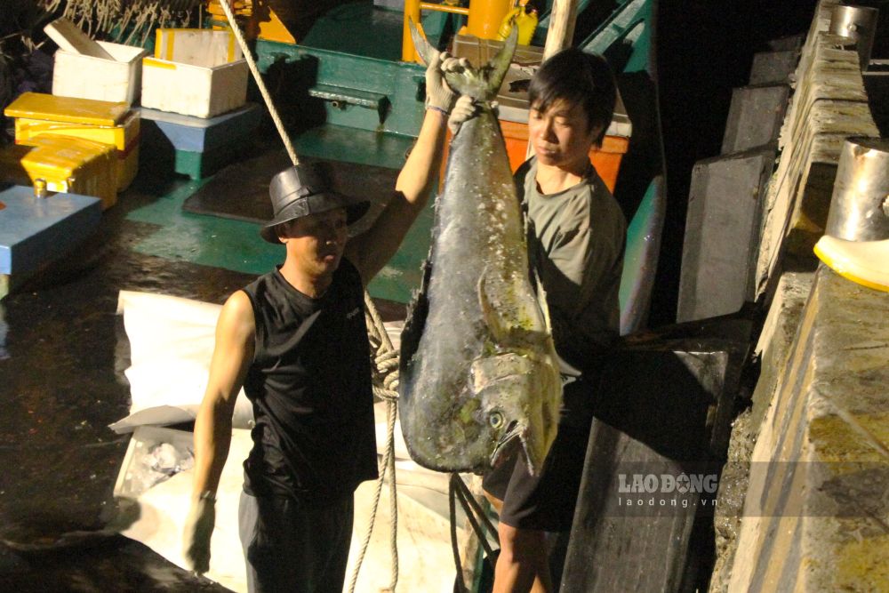 Da Nang - In the days leading up to Tet, trading activities at Tho Quang fishing port are bustling, tuna and mackerel prices increase to help fishermen...