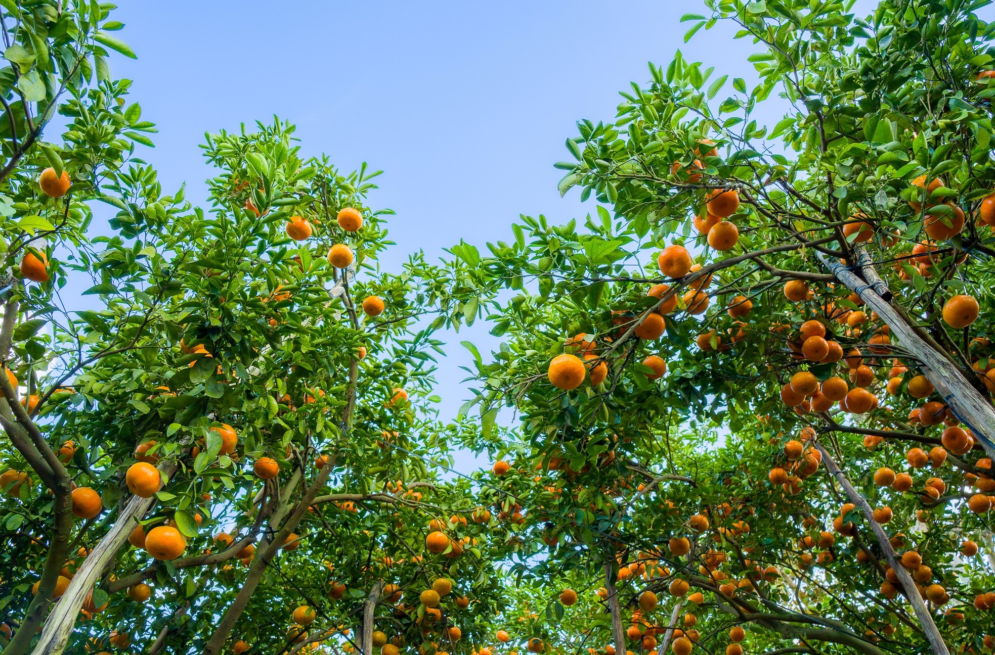 Vườn quýt hồng Ba Muôi của ông Phạm Văn Muôi trồng hơn 20 năm tại phường Long Tuyền, TP Cần Thơ. Vườn được nhiều du khách và nhiếp ảnh gia tới tham quan chụp ảnh từ đầu năm tới dịp giáp Tết Nguyên đán. Càng cuối năm vườn quýt càng trĩu quả, rực vàng sắc quýt hồng chín.