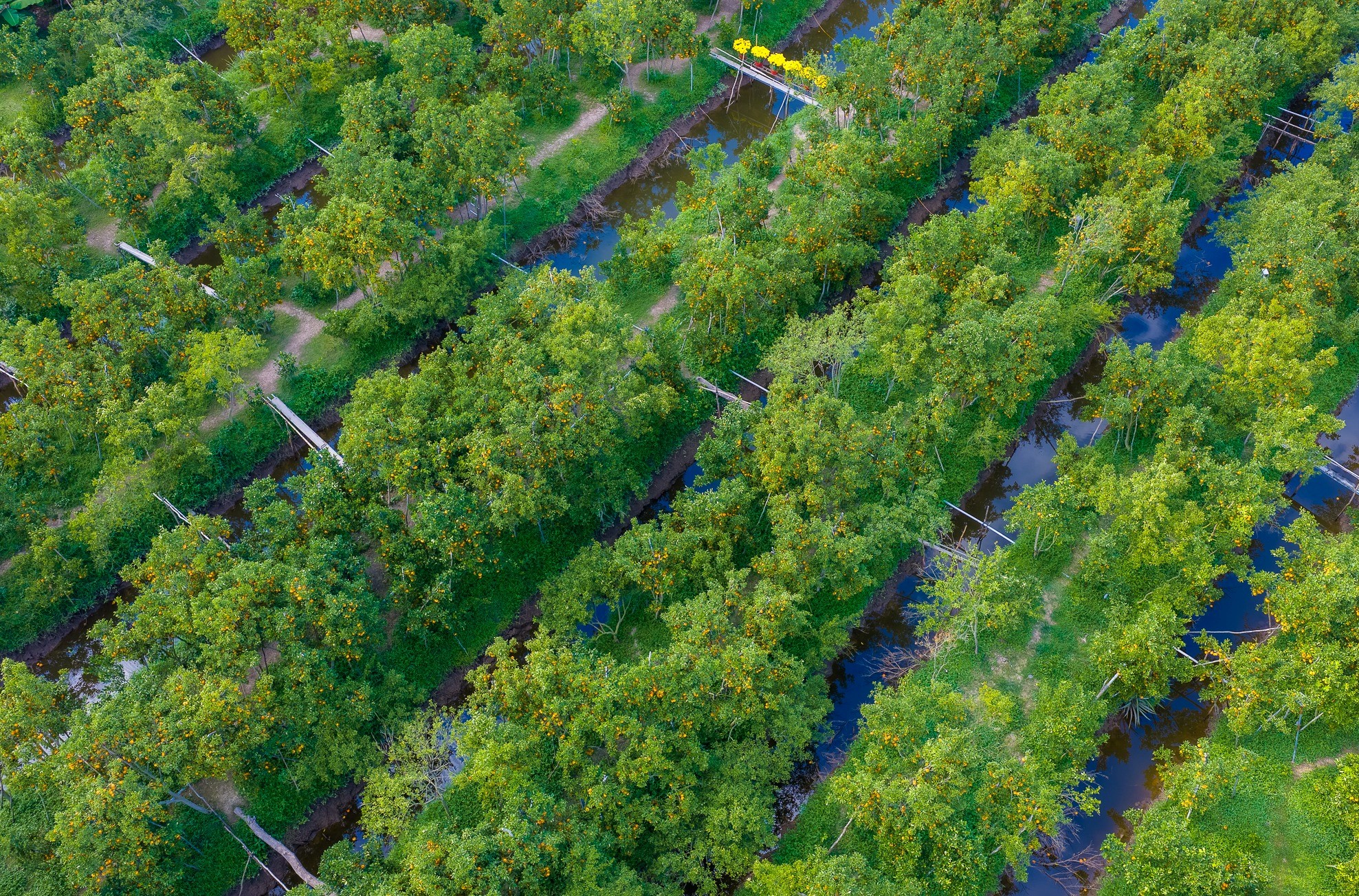 Vườn quýt rộng khoảng 7000m2 được ông Muôi chia khu vực trồng 1500 gốc quýt hồng và 1200 gốc quýt đường.