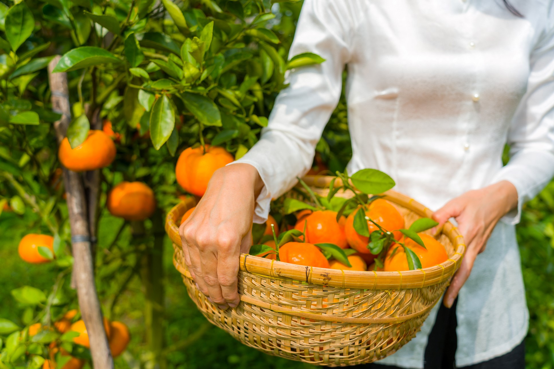 Vườn quýt Ba Muôi hấp dẫn từ dân địa phương tới khách du lịch các tỉnh thành khác đến, từ thanh niên, trẻ nhỏ cho tới khách trung niên, khách đi theo nhóm bạn bè, gia đình.