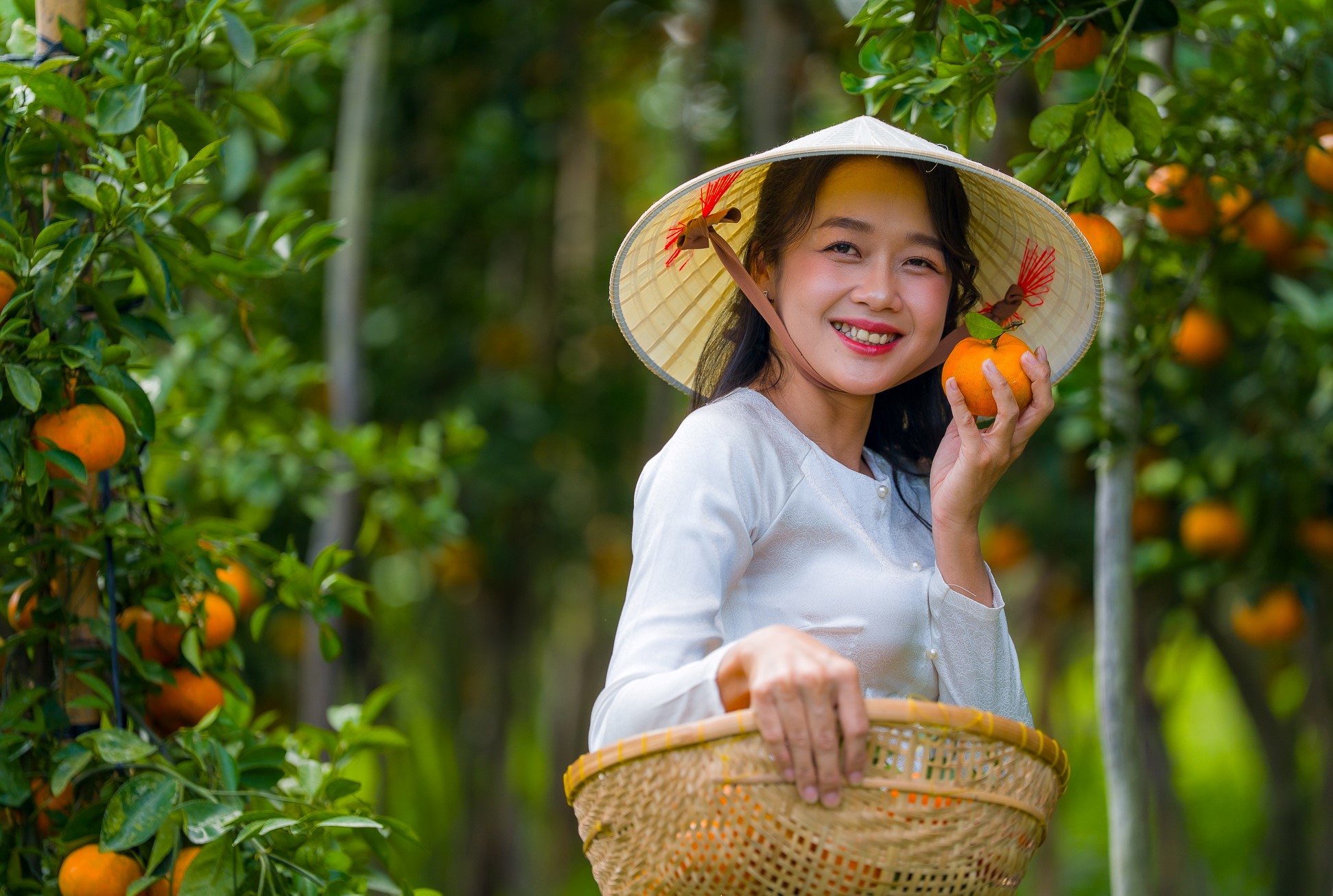 Vé vào vườn từ 30.000 đồng/trẻ em, 50.000 đồng/người lớn. Du khách vừa tham quan vườn vừa được tận tay trải nghiệm hái quả, thưởng thức quýt chín tại vườn. Giá quýt khách mua tại vườn khoảng 40.000 - 60.000 đồng/kg.