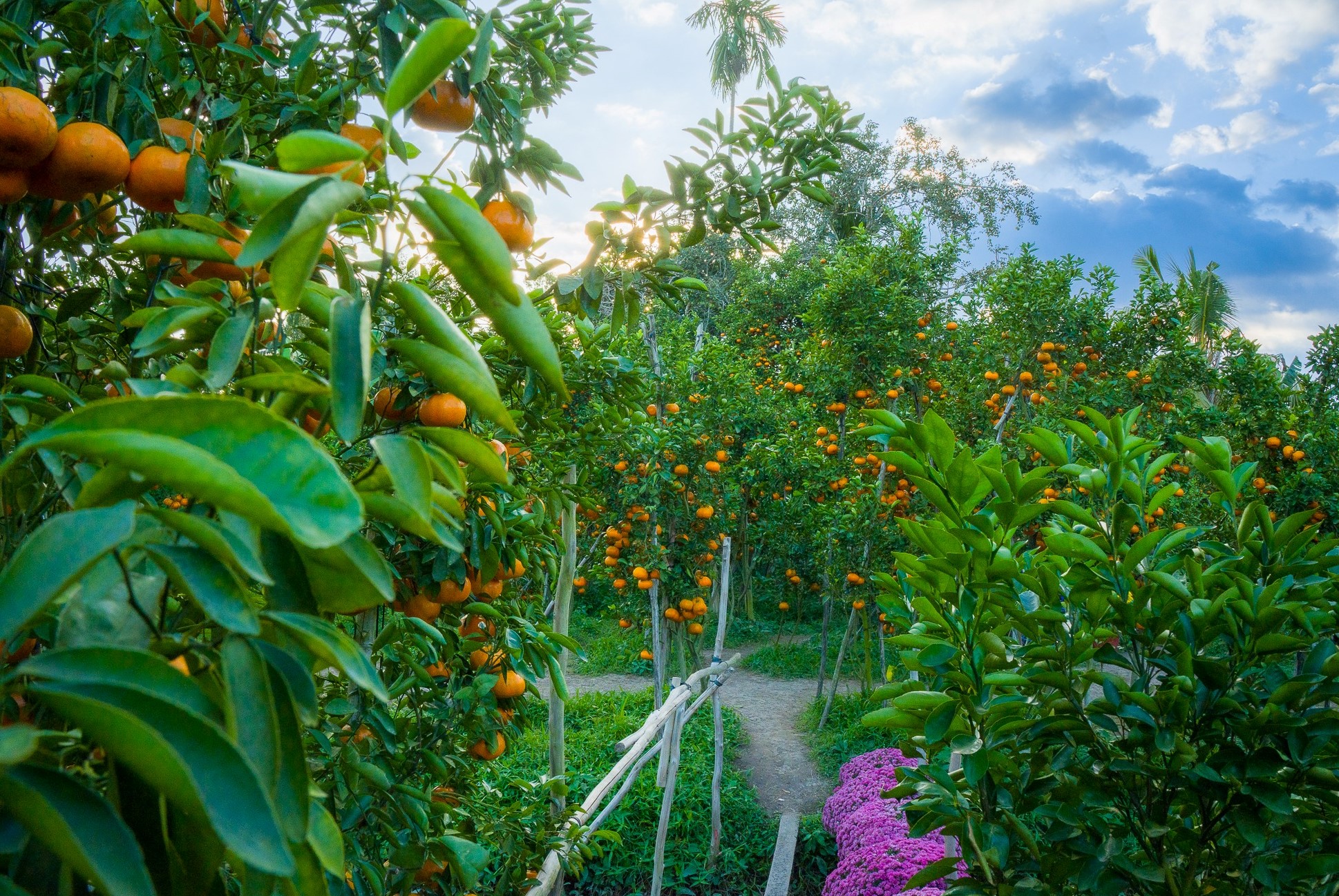 Khung cảnh đậm chất miệt vườn miền Tây với hoa trái rực rỡ, sắc cam của quýt chín, sắc xanh của lá và đặc biệt là tấm lòng hiếu khách của người miền Tây.