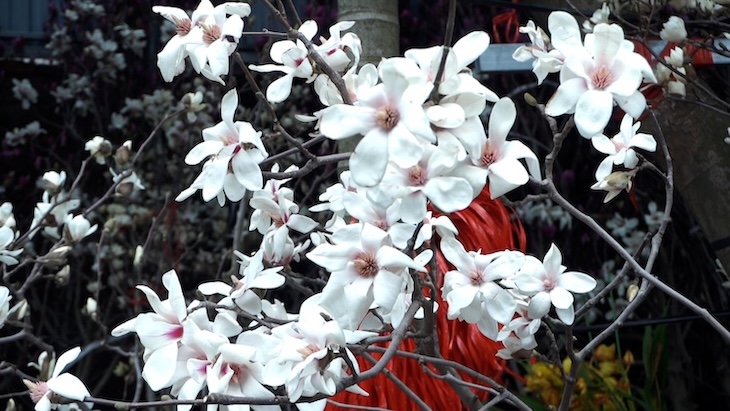 Small traders strongly import nearly 2,000 magnolia branches for Tet sale