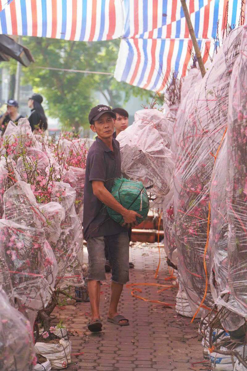 Năm nay chất lượng hoa đào khá đẹp, giá mềm. Ảnh: Lê Bảo