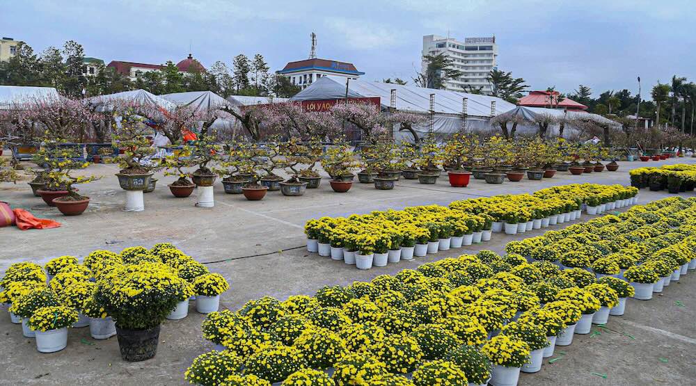 Chỉ có ít ngày nữa sẽ đến Tết Nguyên đán 2026, tại nhiều tuyến phố trung tâm tỉnh Nghệ An, như Đại lộ Lê Nin (phường Vinh Phú), vòng xuyến Hải Quan, đường Trường Thi (phường Trường Vinh)… hoa đào, quất, mai được bày bán giày đặc dọc vỉa hè.