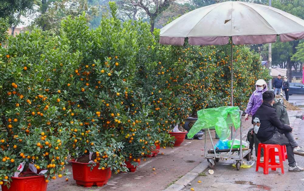 Không chỉ đào, quất cảnh cũng rơi vào cảnh ế ẩm. Chị Nguyễn Thị Thắm (trú tỉnh Hưng Yên), bán quất tại phường Trường Vinh, cho biết khách chủ yếu né các chậu quất lớn, chỉ hỏi mua quất vừa và mini.