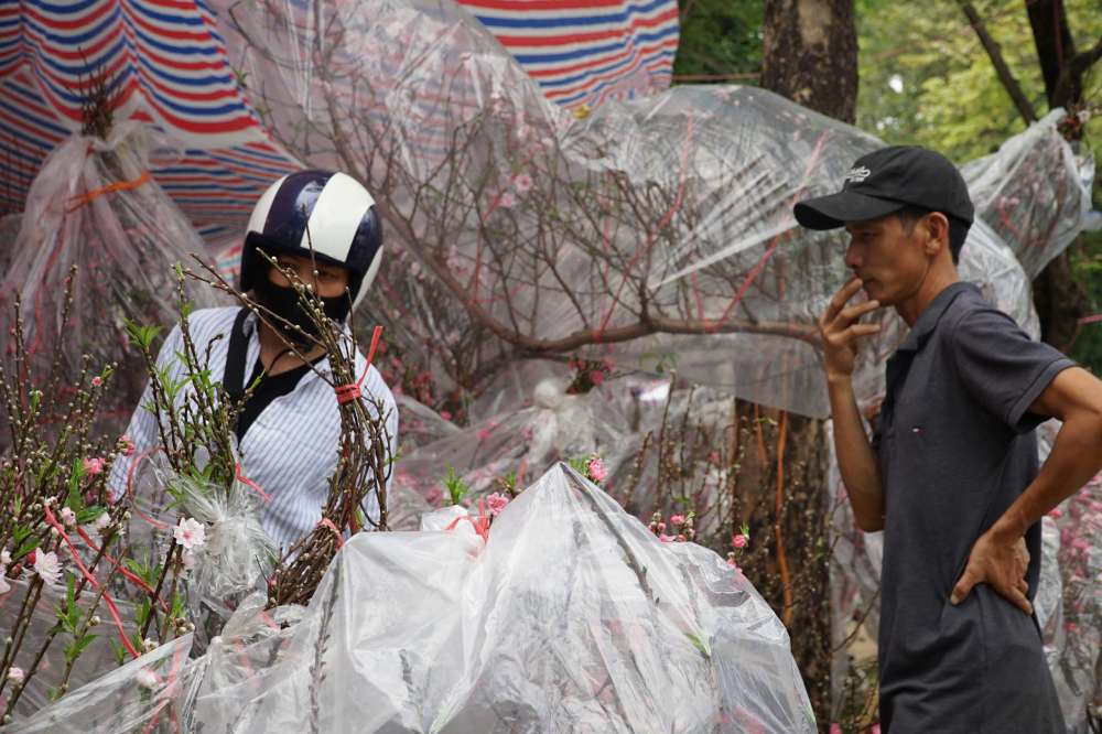 Hoa đào từ các tỉnh miền Bắc được vận chuyển vào TPHCM bày bán dịp Tết Nguyên đán. Ảnh: Lê Bảo 