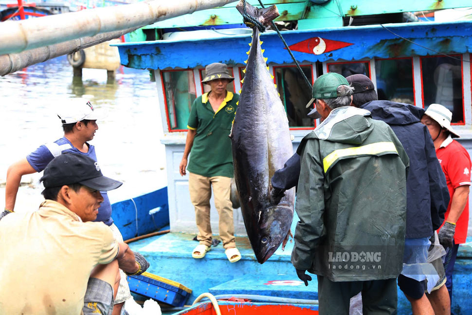 Chuyến biển đầu năm 2026, nhiều tàu trúng đậm cá ngừ đại dương. Ảnh: Hoài Phương