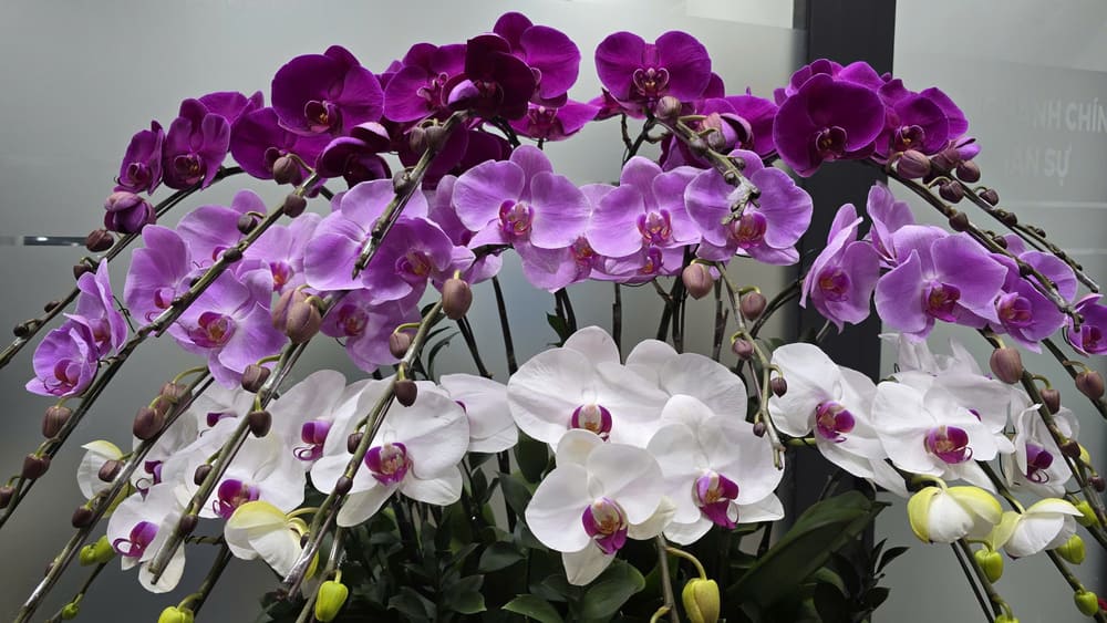 Phalaenopsis orchids are one of the beautiful flowers, carrying many meanings to display on Tet. Photo: Tuan Dat
