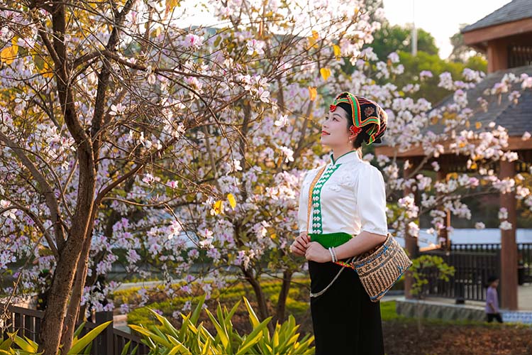 Thai Dien Bien ethnic minority girl next to the pure white color of ban flowers. Photo: Dinh Nguyen