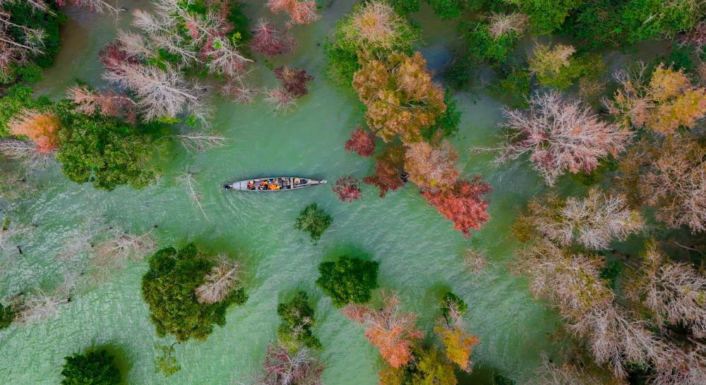 Cruise to admire the maple forest, experience a gentle spring trip in the calm lake surface. Photo: Truong Sinh