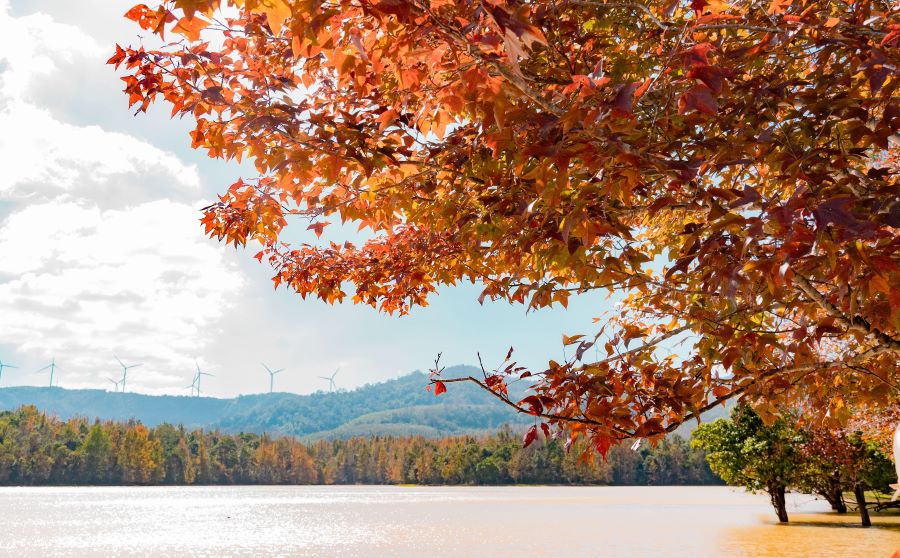 Cận cảnh lá phong hương chuyển sắc, điểm nhấn rực rỡ của rừng núi miền Tây Quảng Trị dịp cuối năm. Ảnh: Lân Homi