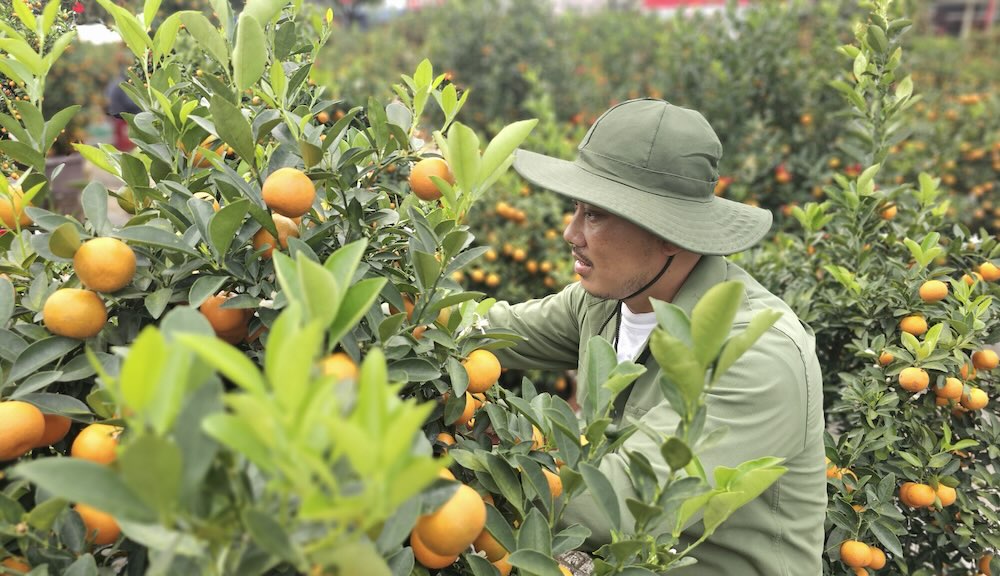 Flower and ornamental plant market in southern Quang Tri is deserted, small traders are anxiously waiting for customers. Photo: Nguyen Luan