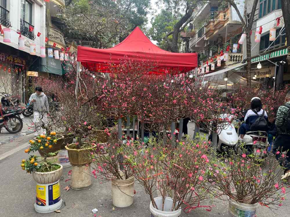 Chợ hoa Hàng Lược hình thành cách đây khoảng 100 năm, ban đầu phục vụ nhu cầu mua sắm Tết của cư dân khu phố cổ - vùng đất được xem là nơi hội tụ tinh hoa văn hóa Thăng Long - Kẻ Chợ. 