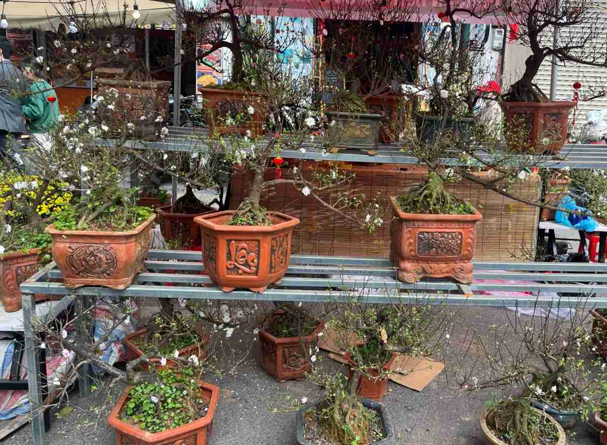 Mỗi chậu hoa ở đây có giá từ vài chục nghìn đến vài trăm nghìn, vài triệu đồng tùy theo chủng loại, to nhỏ khác nhau, đảm bảo để ai đến cũng có thể chọn một chậu ưng ý đem về. 