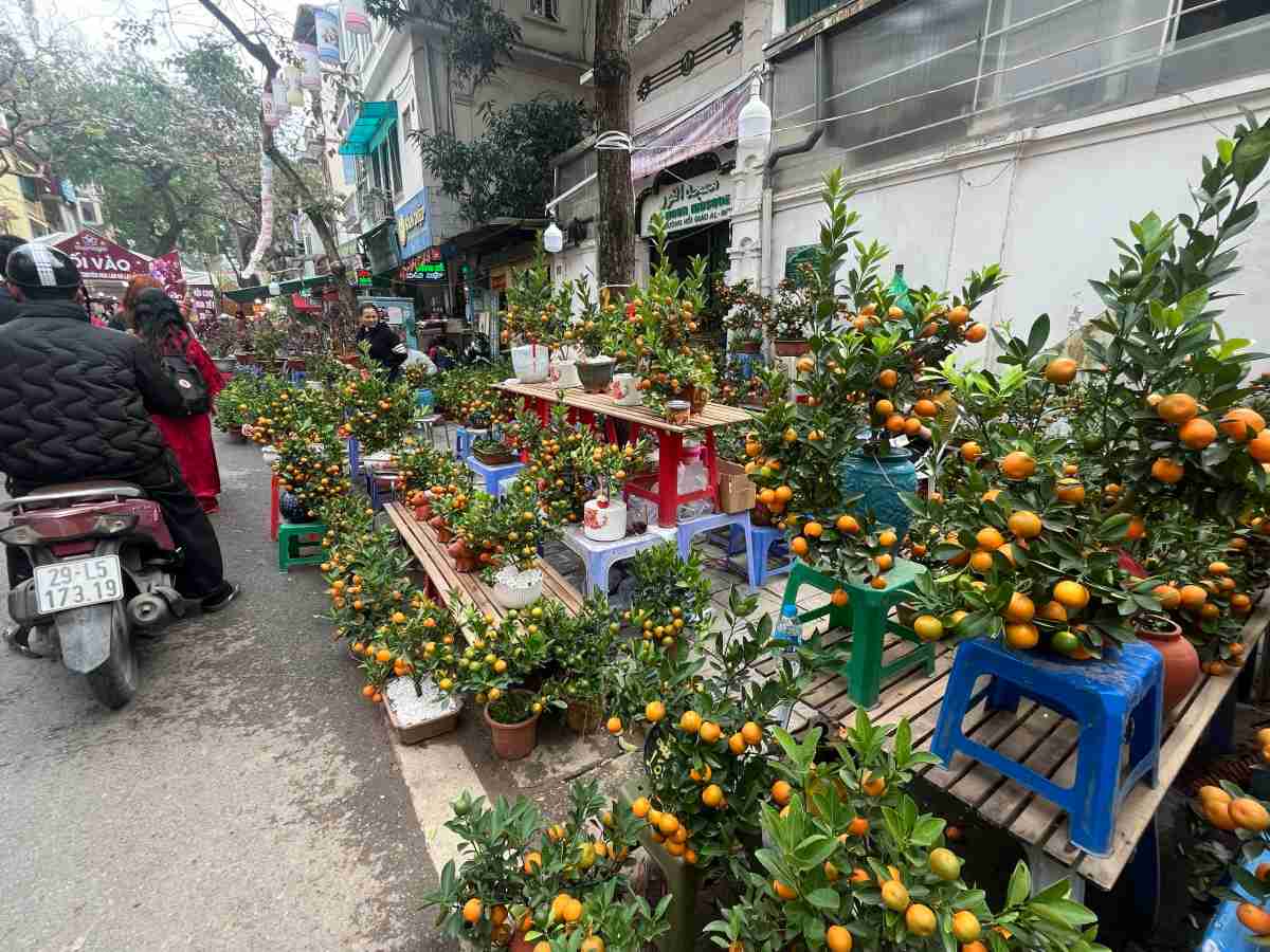 Sắc vàng quất chín, hồng phớt đào phai, đỏ thắm bích đào hòa cùng đủ gam màu của thược dược, violet, hồng, cúc… tạo nên bức tranh xuân rộn ràng.