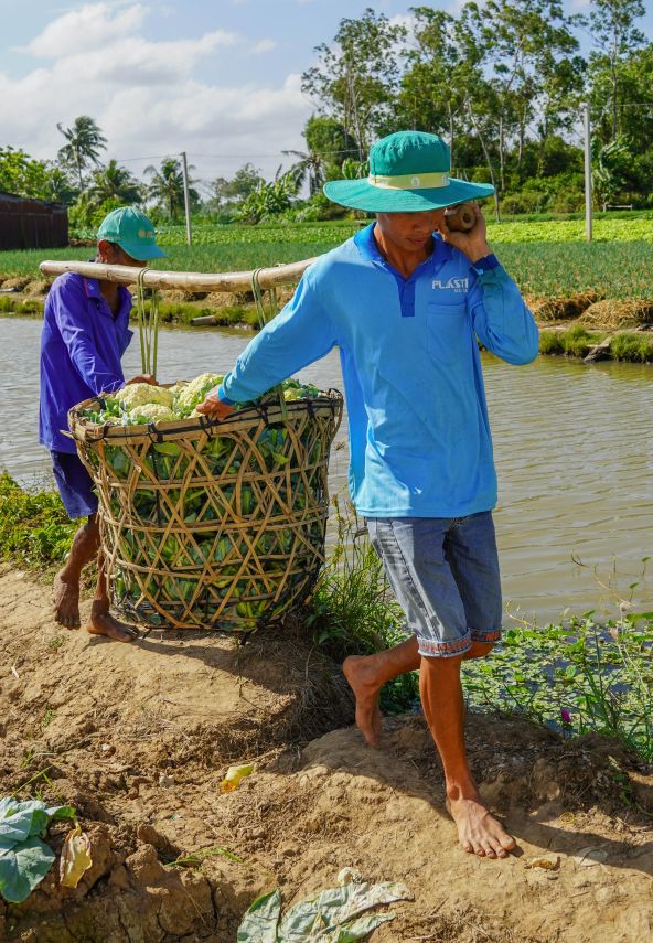 Ông Trần Thiện Thanh cho hay, dịp sát Tết là thời điểm bận rộn nhất trong năm vì gia đình phải liên tục thu hoạch rau giao cho thương lái. “Năm nay giá bông cải chỉ còn 3.000 – 4.000 đồng/kg, thấp khoảng một nửa so với cùng kỳ. Với mức giá này chỉ lời rất thấp”, ông Thanh nói.