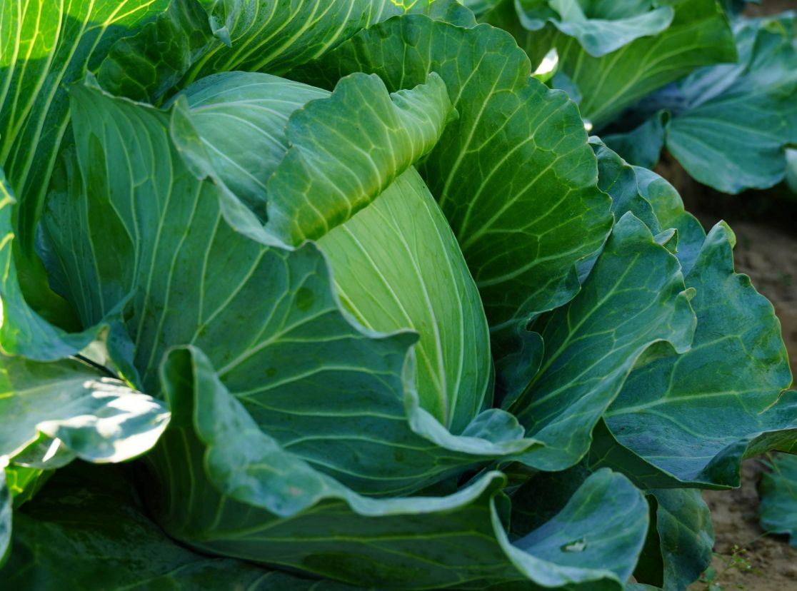 Tại vùng chuyên canh Mỹ Xuyên, các loại rau chủ lực như bắp cải, súp lơ, xà lách, rau thơm… được bà con chủ động làm đất, xuống giống từ một đến hai tháng trước để kịp phục vụ thị trường Tết. Nhờ thời tiết thuận lợi, rau phát triển đồng đều, năng suất cao. Tuy nhiên, giá bán hiện thấp hơn cùng kỳ, khiến đa số nông dân chỉ đạt lợi nhuận thấp sau khi trừ chi phí sản xuất.