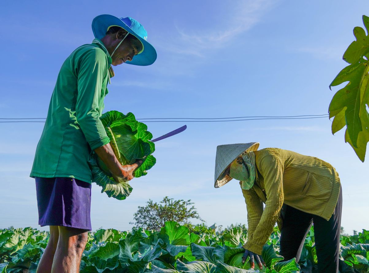 Ông Lâm Hoàng Phong cho biết gia đình trồng khoảng 2.000m2 cải bông và bắp cải. Gia đình thu hoạch từ 24 âm lịch đến hôm nay nữa là kết thúc. “Năm nay thời tiết thuận lợi, rau phát triển rất tốt dự kiến khoảng 4 tấn, giá bán 4.000 đồng đối với bông cải và 6000 đồng với cải bắp“. Giá cận tết thấp so với cách đây 2 tháng, tuy nhiên theo tính toán thì vẫn còn lời nhưng không cao vì thời gian chăm sóc đến hơn 2 tháng“, ông phong cho biết