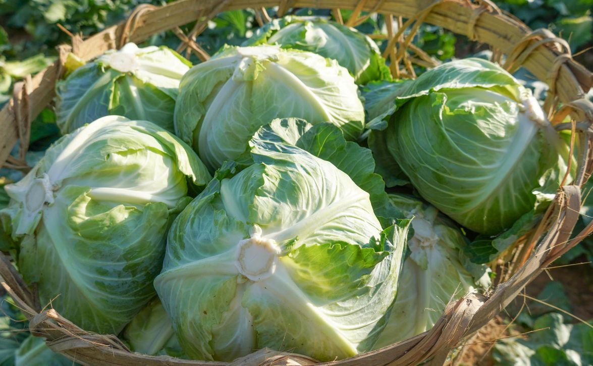 Những bắp cải tươi xanh được thu hoạch phụ vụ thị trường Tết.