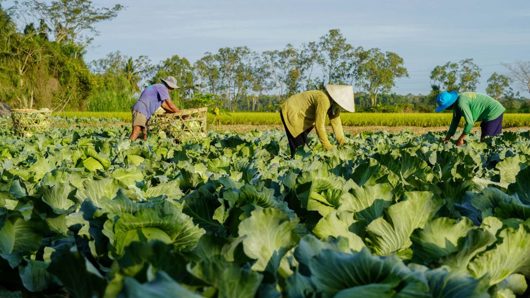 Những ngày cận Tết Nguyên đán Bính Ngọ 2026, nông dân trồng rau màu tại vùng chuyên canh ở phường Mỹ Xuyên, TP Cần Thơ tất bật thu hoạch, vận chuyển rau ra chợ phục vụ nhu cầu tăng cao dịp cuối năm.