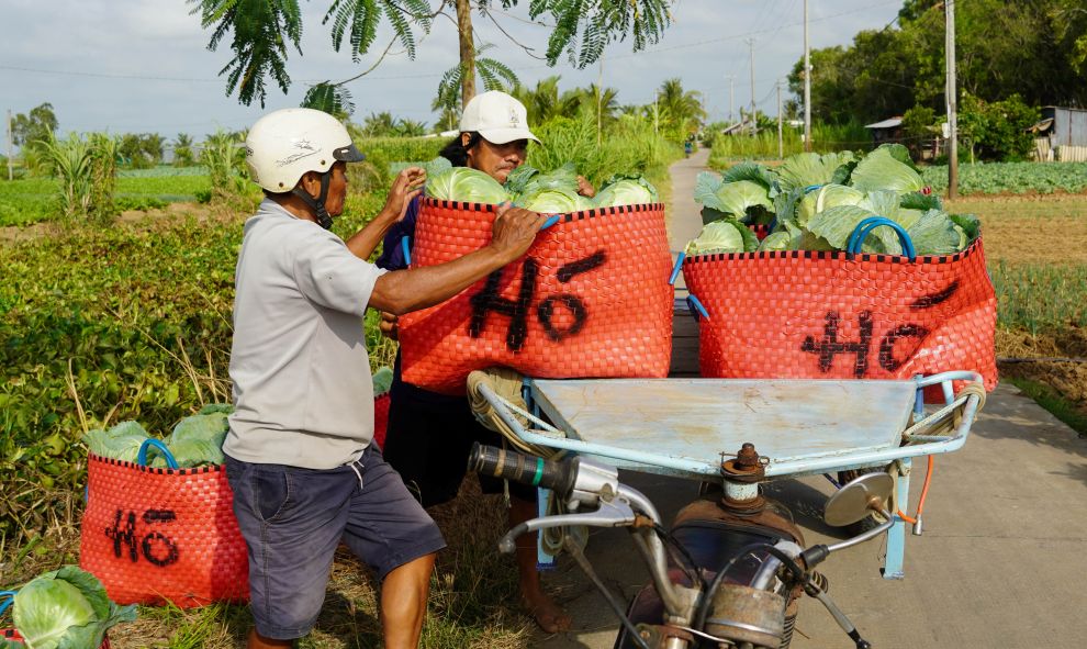 Sau khi thu hoạch, rau được vận chuyển đến các vựa, rồi phân phối đi các chợ trong và ngoài địa bàn. Nhờ hệ thống giao thông nông thôn được đầu tư đồng bộ, đặc biệt là các tuyến đường liên ấp, xóm, nội đồng được bê tông hóa, việc vận chuyển và tiêu thụ rau màu thuận lợi hơn trước rất nhiều. Điều này không chỉ hạn chế tình trạng thương lái ép giá do khó khăn vận chuyển mà còn giúp nông dân yên tâm sản xuất, duy trì vùng rau chuyên canh phục vụ thị trường Tết.  