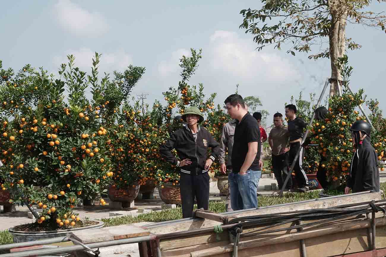 Điểm bán quất có nhiều người đến mua. Ảnh: Trần Tuấn.