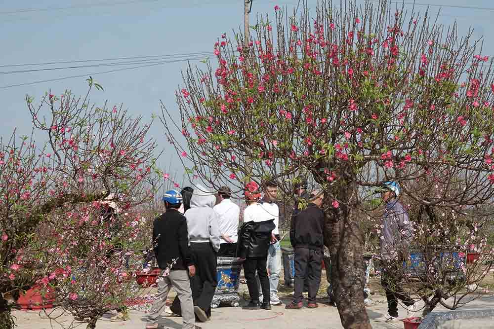 Bustling buying and selling ornamental flowers on Xo Viet Nghe Tinh street on the first day of Tet holiday. Photo: Tran Tuan
