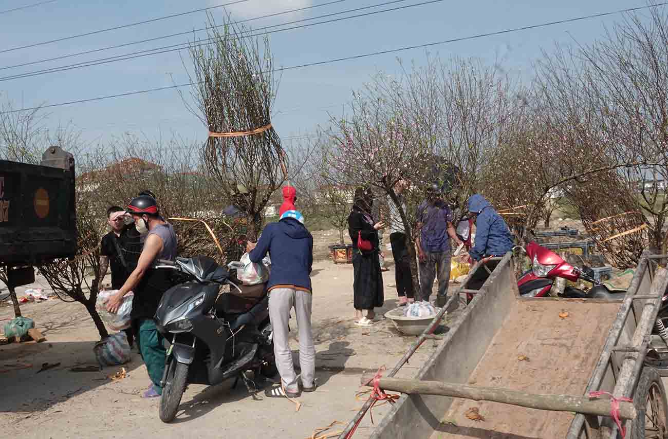 Nhộn nhịp ở điểm bán đào. Ảnh: Trần Tuấn.