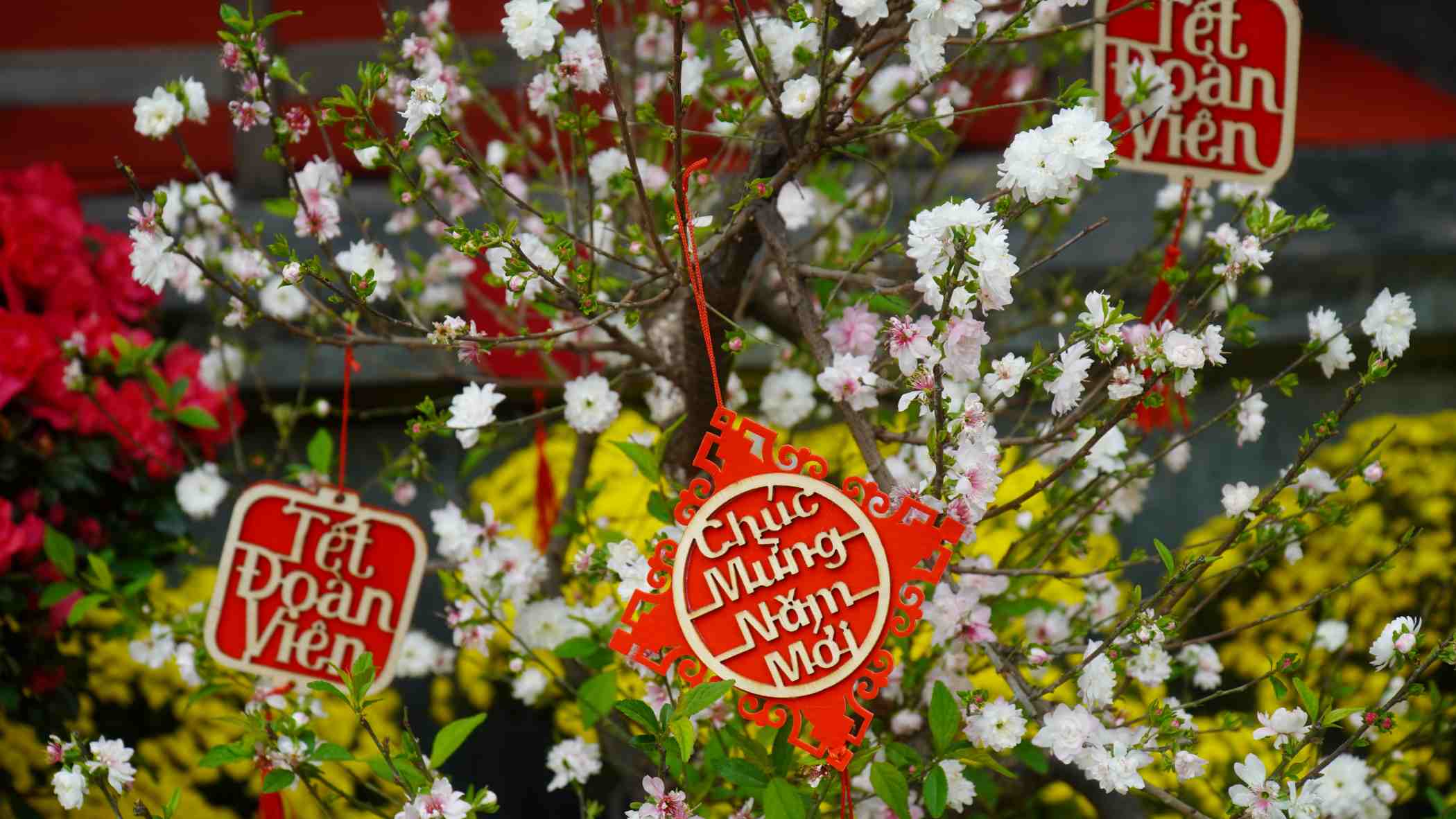 Say mê trước vẻ đẹp của đào truyền thống, nhiều du khách Tây hào hứng chụp ảnh và lắng nghe câu chuyện về Tết Việt. Ảnh: Minh Vũ 