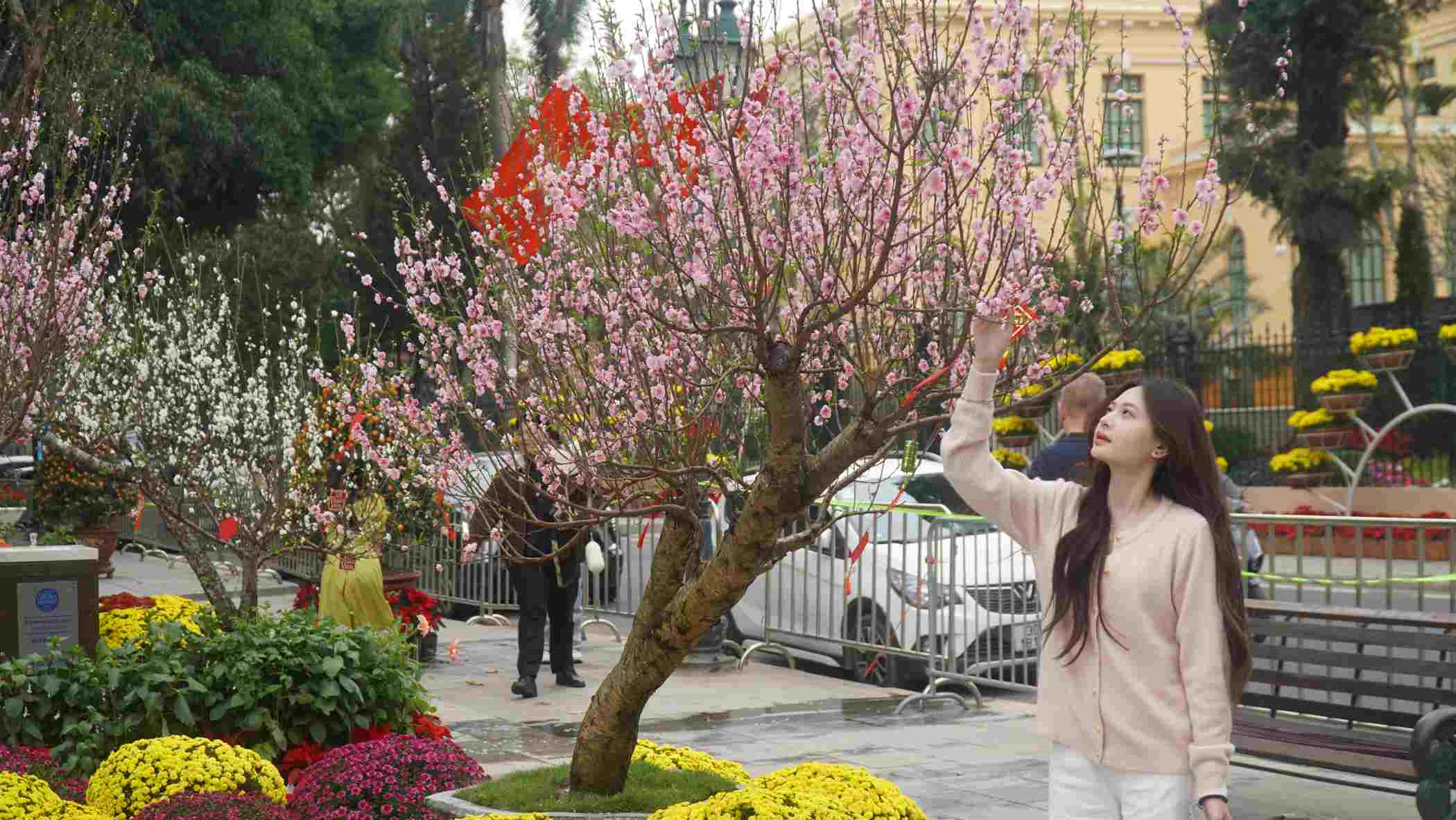 Du khách thích thú tạo dáng bên gốc đào rực rỡ trong không khí xuân ngập tràn. Ảnh: Minh Vũ