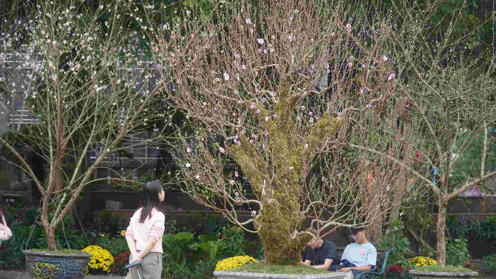 Du khách mê mẩn trước vẻ đẹp kiêu sa của đào bạch và đào lục bình độc đáo. Ảnh: Minh Vũ 