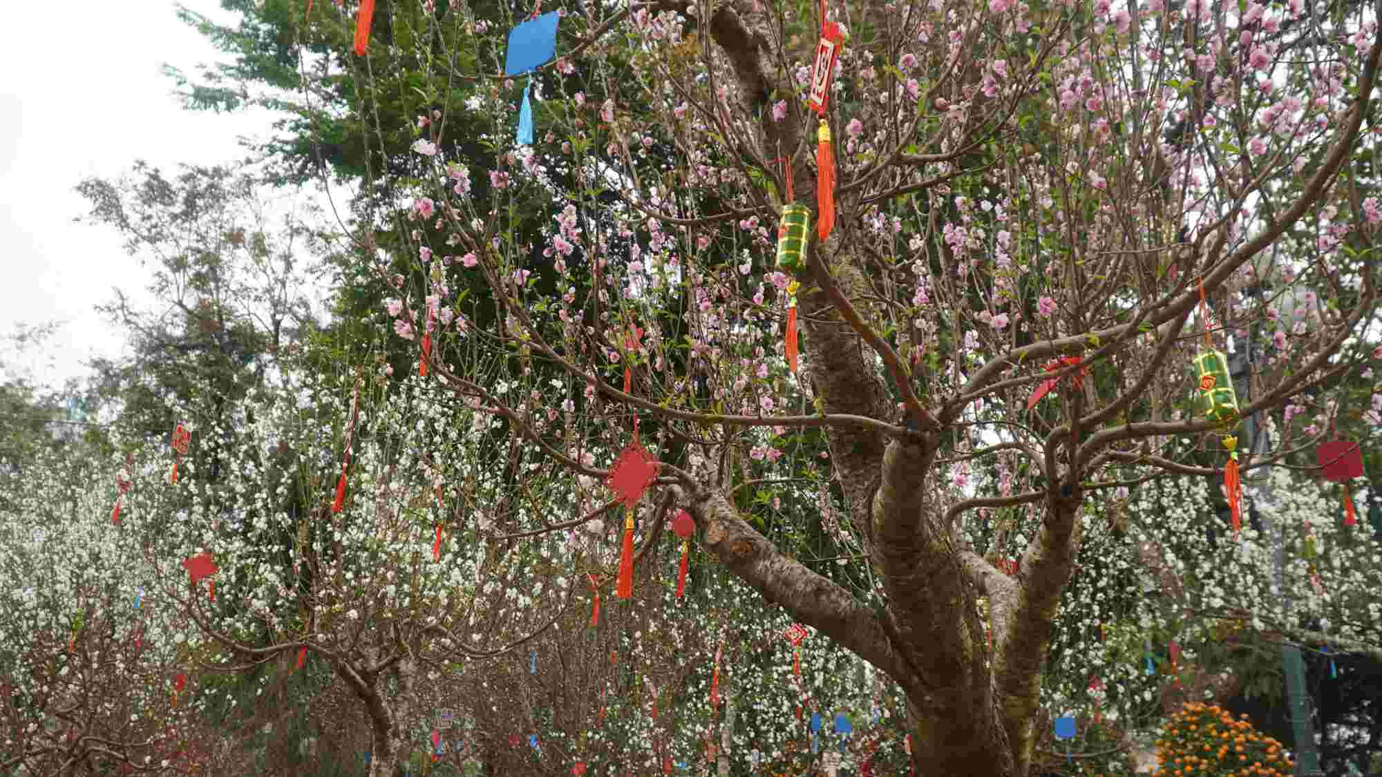 Đào phai hồng nhẹ nhàng tô điểm cho hành trình du xuân thêm thi vị. Sắc đào thắm như lời chúc may mắn, bình an gửi đến mọi người. Ảnh: Minh Vũ 