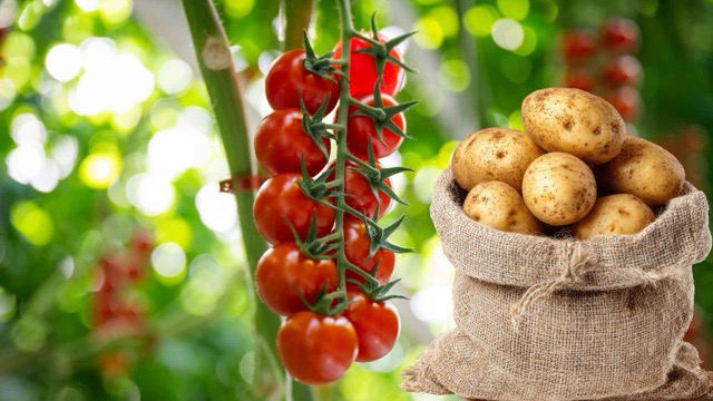 Tomatoes and potatoes are foods that should not be stored in the refrigerator to avoid nutritional changes. Graphic photo: Huong Son