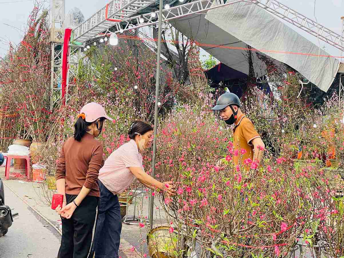 Người dân lựa chọn hoa đào trang trí nhà cửa đón Tết Bính Ngọ 2026.