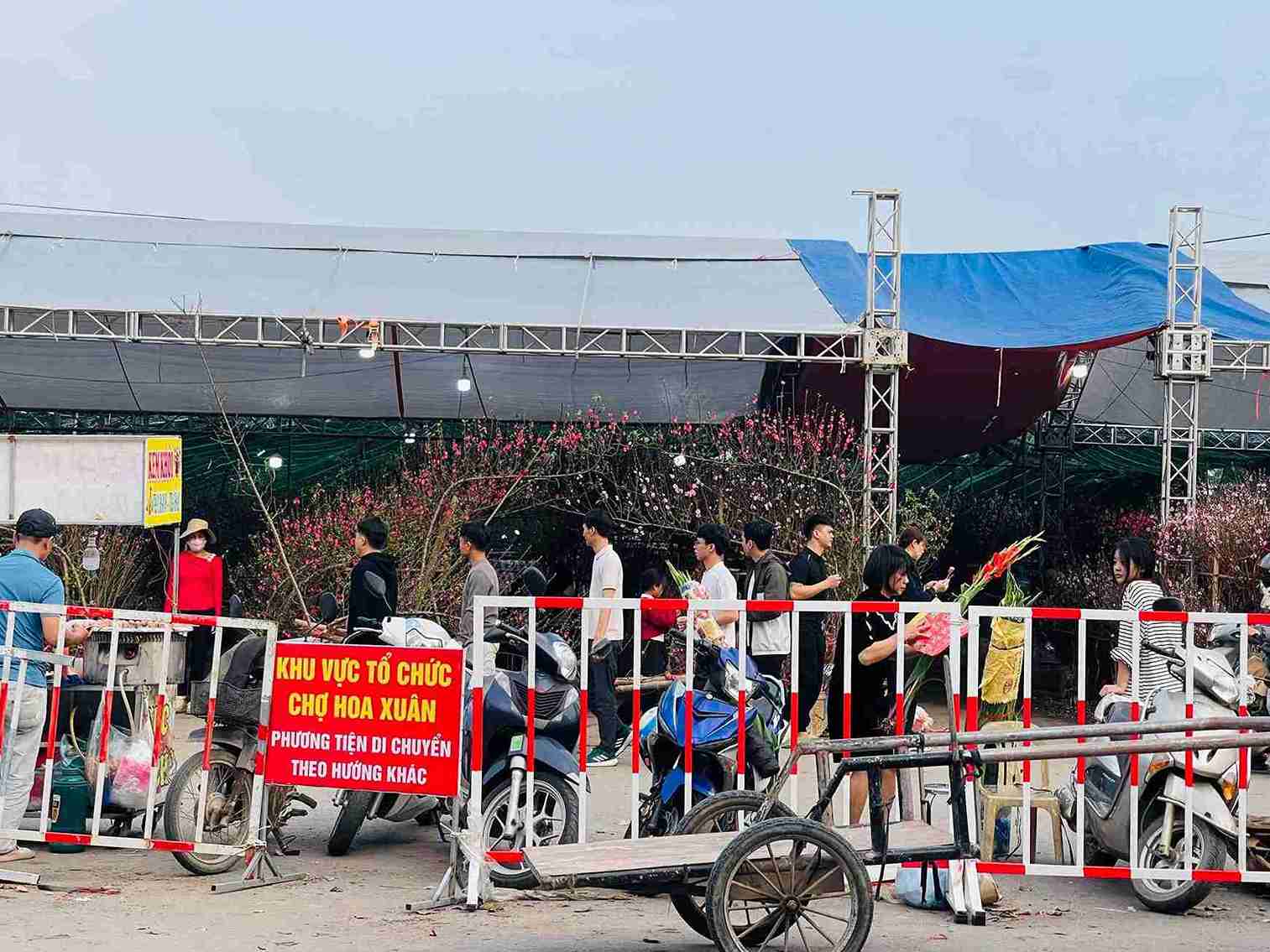 Flower and ornamental plant stalls are erected with spacious tents along the Dien Bien River bank. Photo: Mai Huong