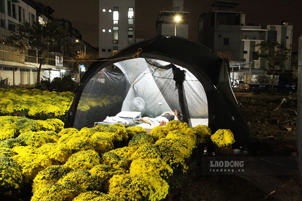 Những chiếc lều tạm bợ giữa hàng trăm chậu hoa Tết đang khoe sắc. Ảnh: Thanh Huyền