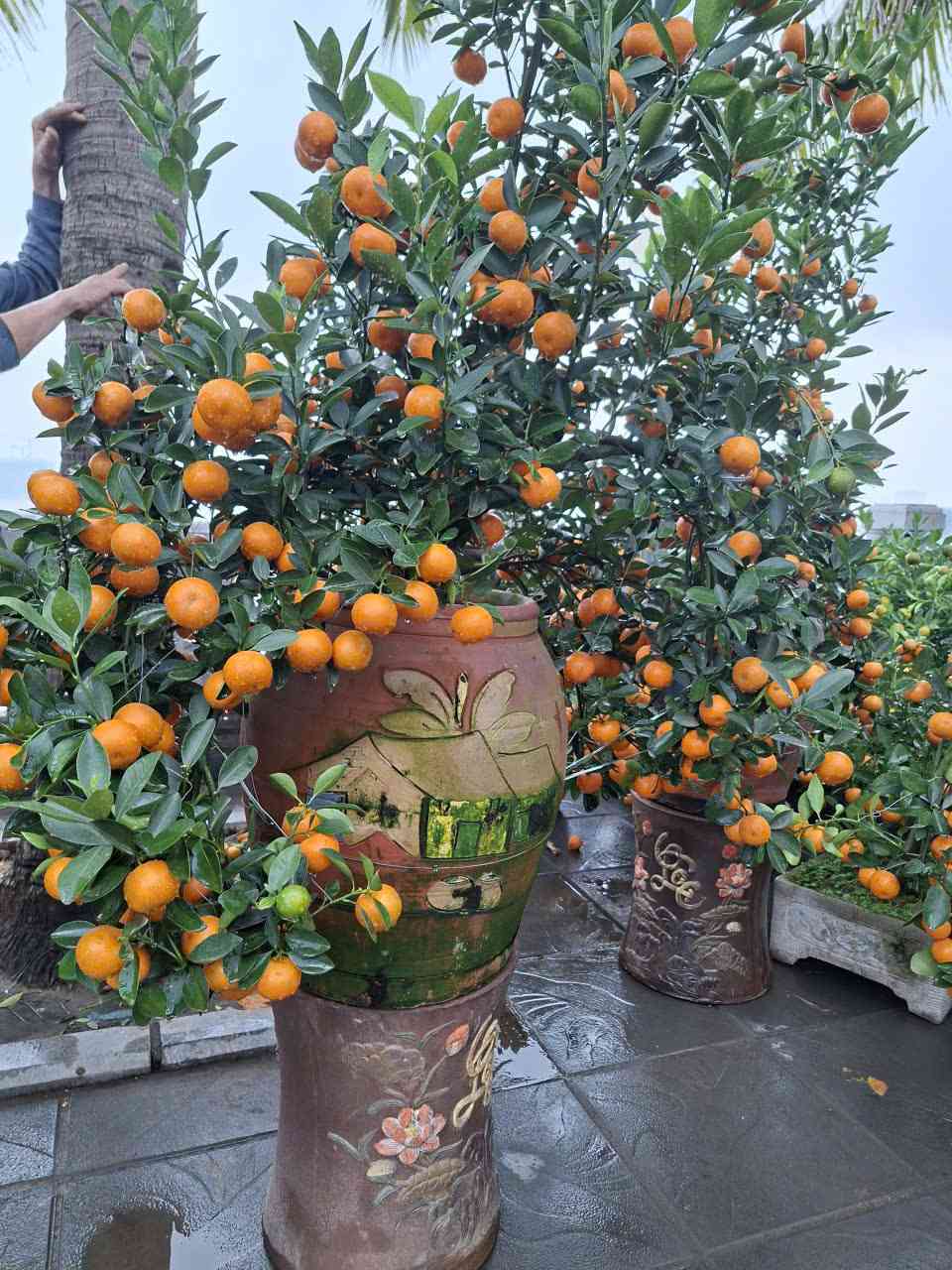 Các tiểu thương cho biết, quất cảnh năm nay được giá hơn so với năm trước. Ảnh: Lục Giang