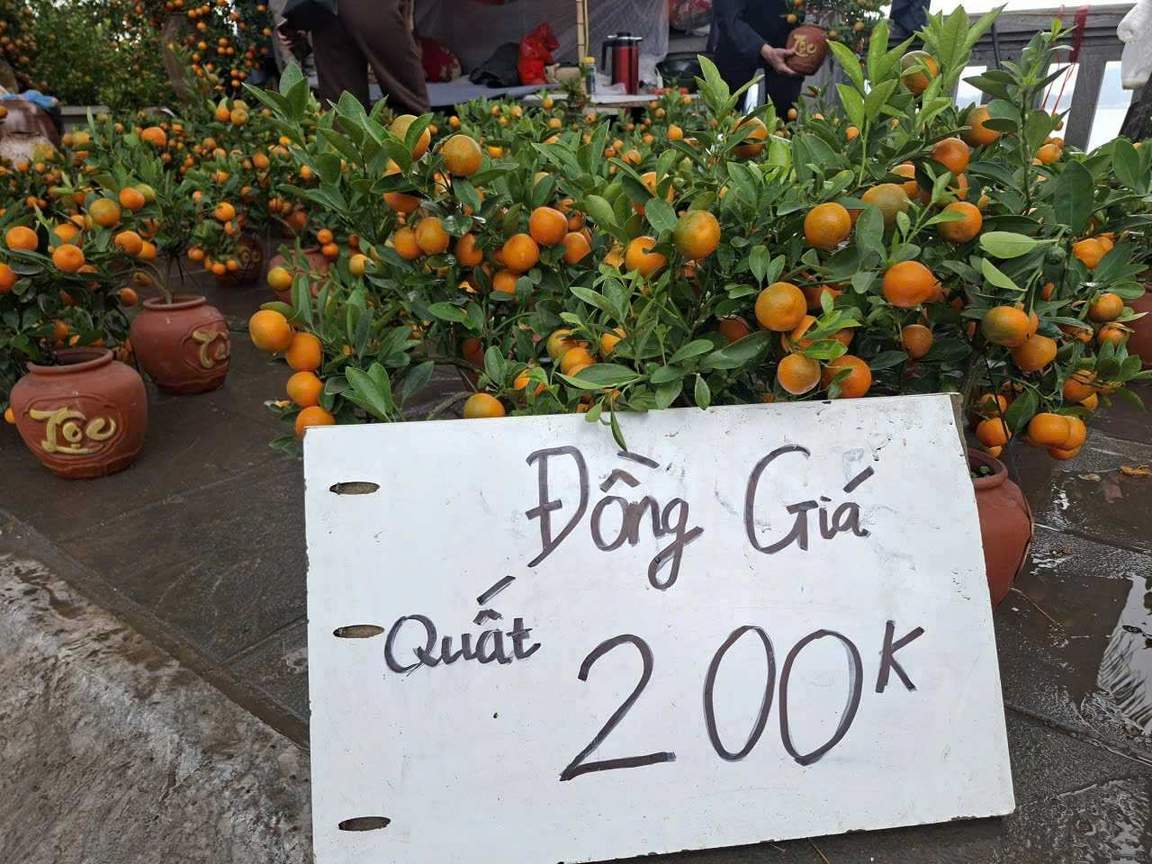 Quất cảnh loại nhỏ nhất được bày bán với giá đồng loạt 200.000 đồng/cây. Ảnh: Lục Giang