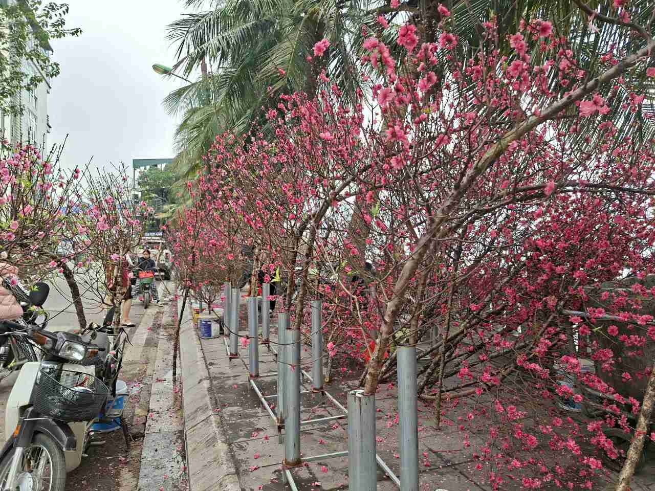 Đào mất giá so với năm trước do phần lớn nở bung trước Tết. Ảnh: Lục Giang